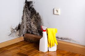 Best Black Mold Removal  in Lodi, NJ